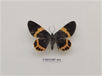 藏品(尺蛾98)的圖片